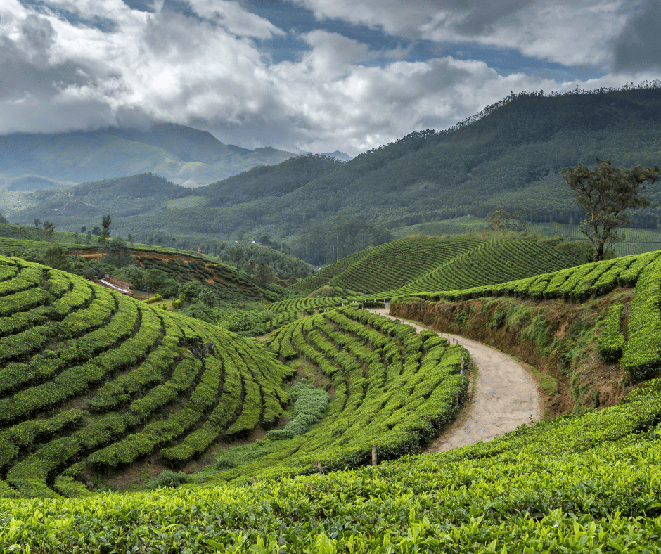  Sevenmallay Tea Estate